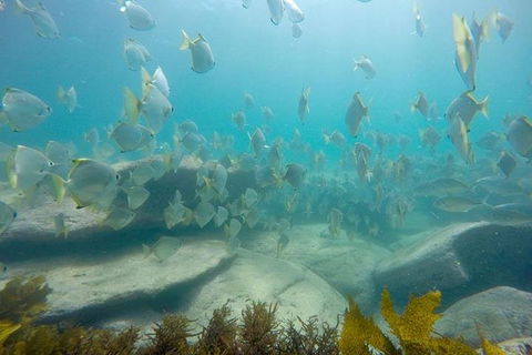 Manly And Shelly Beach Snorkeling Tour - Accommodation Broome 2