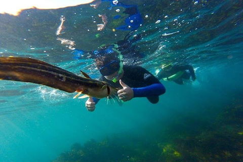 Manly And Shelly Beach Snorkeling Tour - Accommodation Broome 3