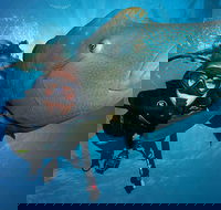 Great Barrier Reef Snorkeling and Diving Cruise from Cairns - Accommodation Broome