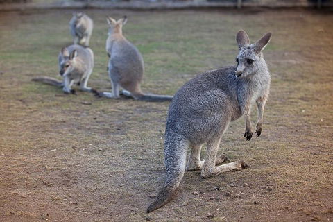 Private Tour: Blue Mountains Day Trip From Sydney - Accommodation Broome 2