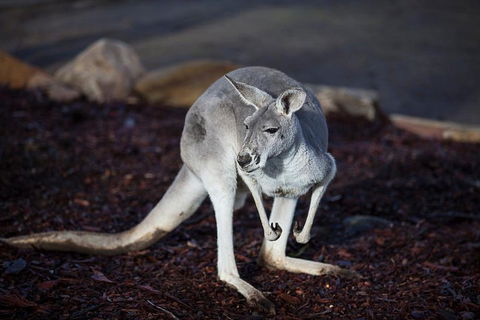 Private Tour: Blue Mountains Day Trip From Sydney - Accommodation Broome 3