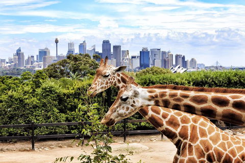 Go City | Sydney Explorer Pass With 20+ Attractions And Tours - Accommodation Broome 2