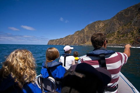 Seal Island Boat Tour From Victor Harbor - Accommodation Broome 0