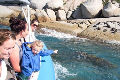Seal Island Boat Tour From Victor Harbor - Accommodation Broome 4