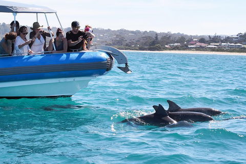 Seal Island Boat Tour From Victor Harbor - Accommodation Broome 5