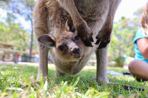 Luxury Hunter Valley Wildlife, Wine & Vodka Tasting Tour From Sydney - Accommodation Broome 3
