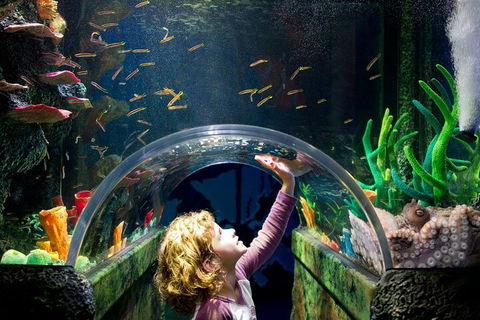 Melbourne BIG Ticket - LEGOLAND Discovery And SEA LIFE Melbourne - Accommodation Broome 2
