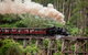 Melbourne Combo: Great Ocean Road, Puffing Billy, Moonlit Sanctuary & Penguins - thumb 1