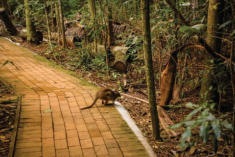 Full Day Sunshine Coast Hinterland Luxury Small Group Tour From Brisbane - Accommodation Broome 3