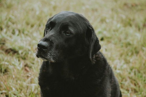 Daylesford Wine Tours: Wine, Cider, Gin, Vodka, Port, Food & Sights Tours! - Accommodation Broome 4