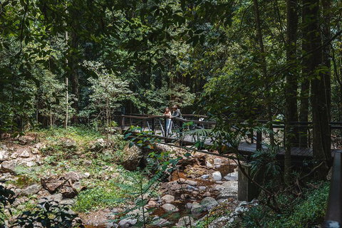 Springbrook AndTamborine Rainforest Tour Incl Natural Bridge And Glow Worm Cave - Accommodation Broome 3