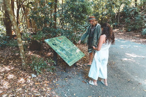 Springbrook AndTamborine Rainforest Tour Incl Natural Bridge And Glow Worm Cave - Accommodation Broome 5