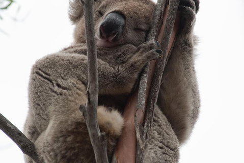 2-Day Kangaroo Island 4WD Small-Group Tour From Adelaide - Accommodation Broome 0