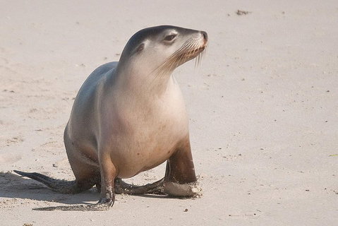 2-Day Kangaroo Island 4WD Small-Group Tour From Adelaide - Accommodation Broome 4