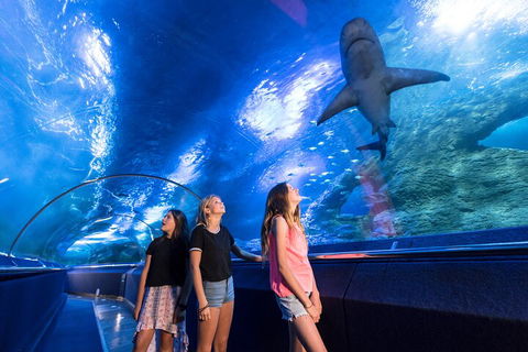 Lunch And General Admission Entry At AQWA - Accommodation Broome 0