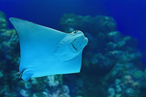 Cairns Aquarium Admission Ticket - Accommodation Broome 2