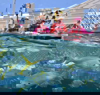 Outer Reef Pontoon Experience from Cairns - Accommodation Broome