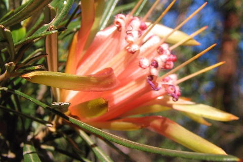 Small-Group Blue Mountains Tour With Bush Walks And Featherdale Wildlife Park - Accommodation Broome 4