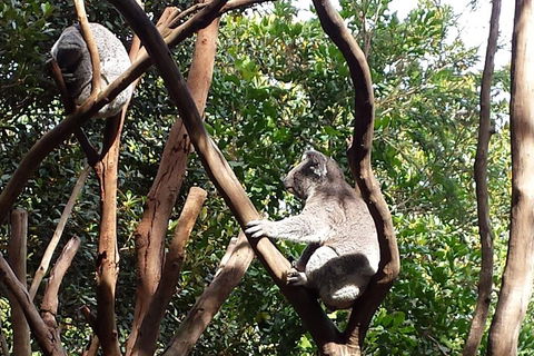 Small-Group Blue Mountains Tour With Bush Walks And Featherdale Wildlife Park - Accommodation Broome 5