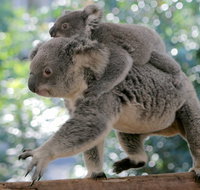 Lone Pine Koala Sanctuary Admission with Brisbane River Cruise - Accommodation Broome