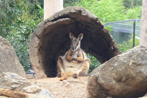 Featherdale Wildlife Park General Admission - Accommodation Broome 2