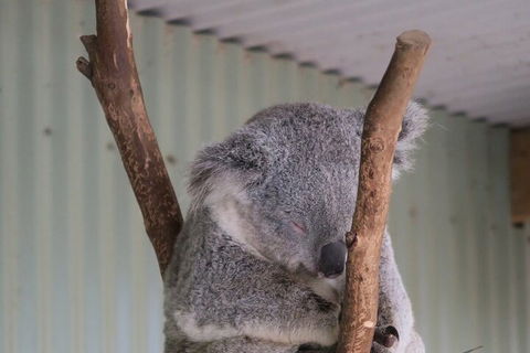 Featherdale Wildlife Park General Admission - Accommodation Broome 3