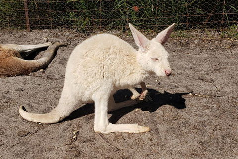 Very Best Of Perth Tour - Wildlife Park & City Highlights Tour - Accommodation Broome 3