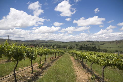 Hunter Valley Wine Tour From Sydney Incl Lunch, Cheese, Chocolate And Distillery - Accommodation Broome 0