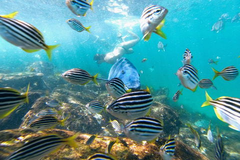 Manly Snorkel Trip And Nature Walk With Local Guide - Accommodation Broome 2