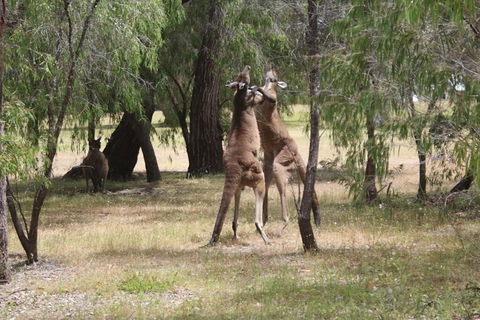 Margaret River Coastal And Wildlife Eco Trip From Busselton Or Dunsborough - Accommodation Broome 1